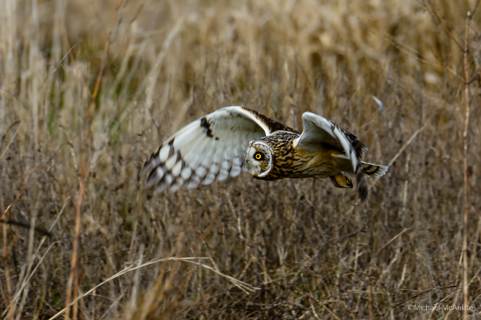 A Short-eared Owl hunting over the fields in Stanwood, Washington.