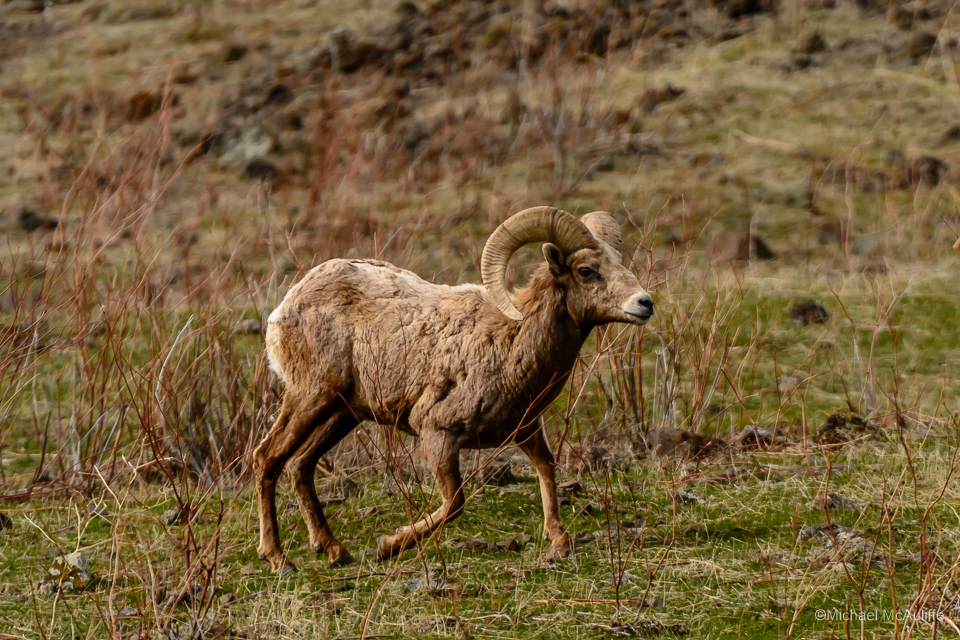 Bighorn Sheep at Oak Creek Wildlife Area