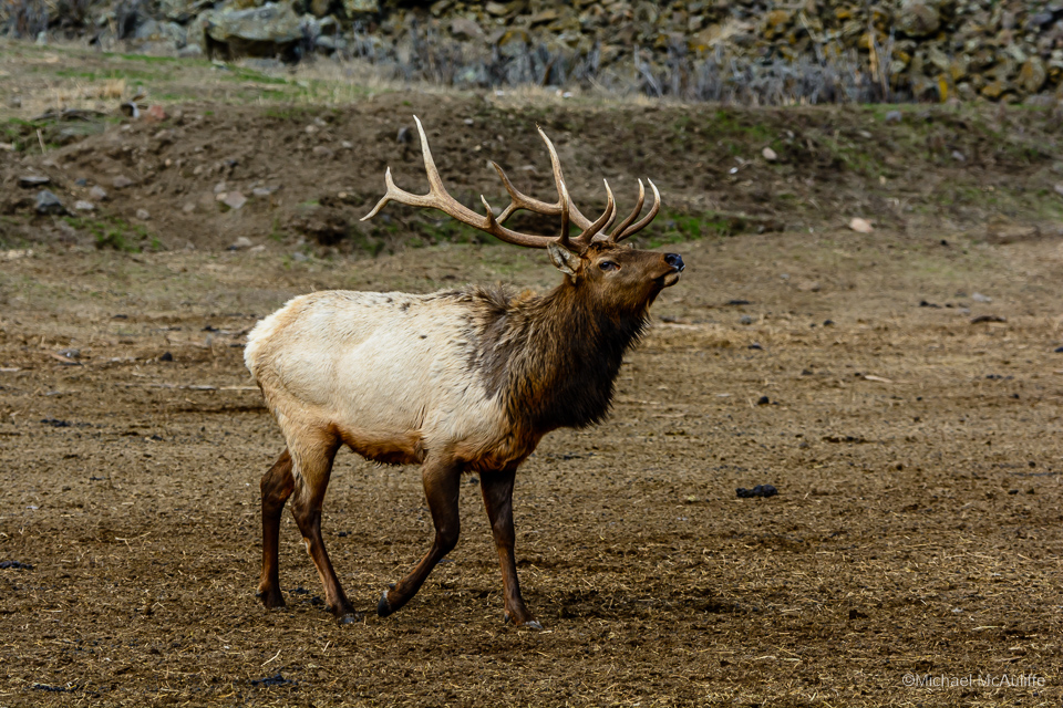An Elk at the Oak Creek Wildlife Area