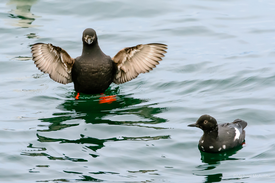 Two Pigeon Guillemots on the waterfront in Edmonds, Washington.