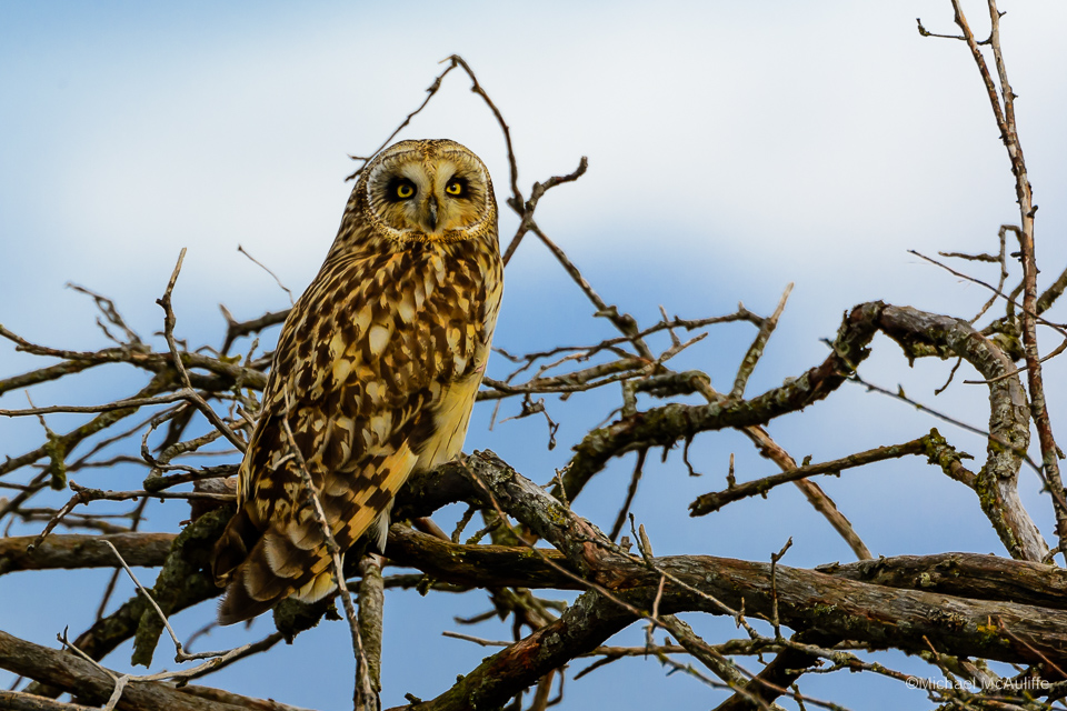 A Short-eared Owl resing in a tree on Leque Island near Stanwood, Washington.