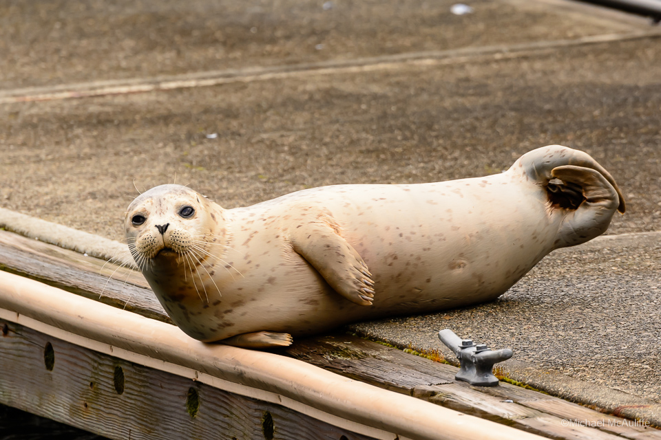 A seal pup on a dock on the waterfront in Edmonds, WA.