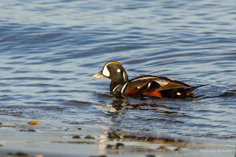 Harlequin Duck on the waterfront in Edmonds, WA.