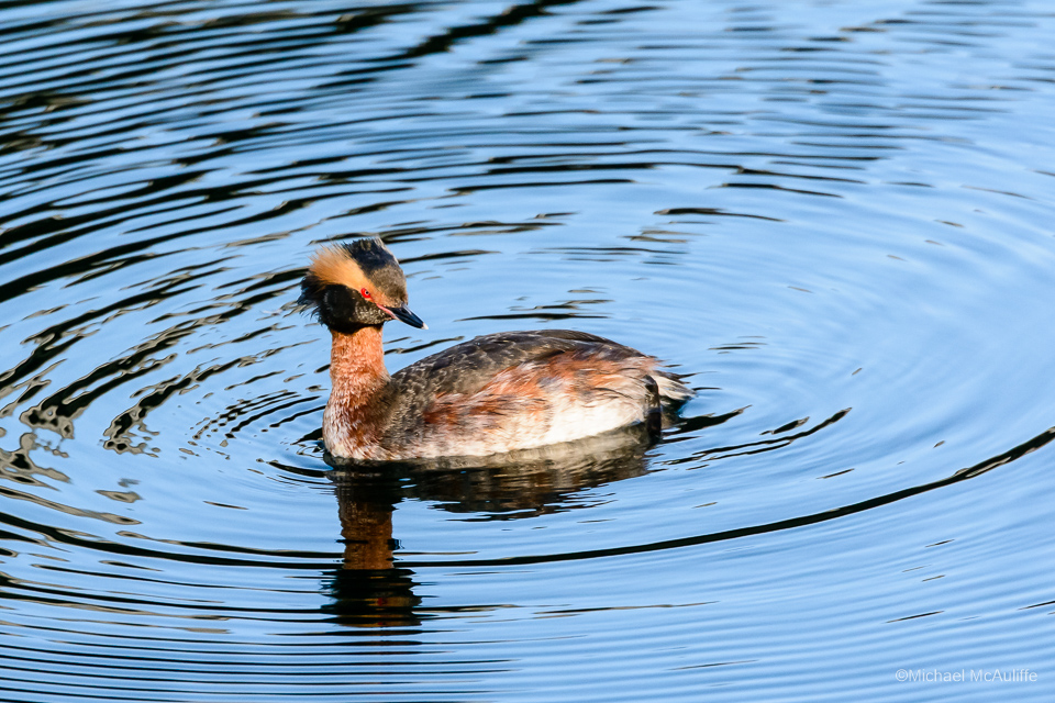 A Horned Grebe on the waterfront in Edmonds, Washington.