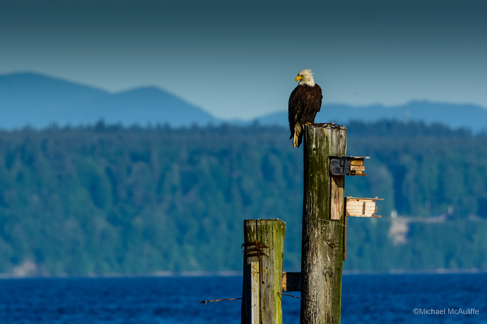A Bald Eagle on the waterfront in Edmonds, Washington.