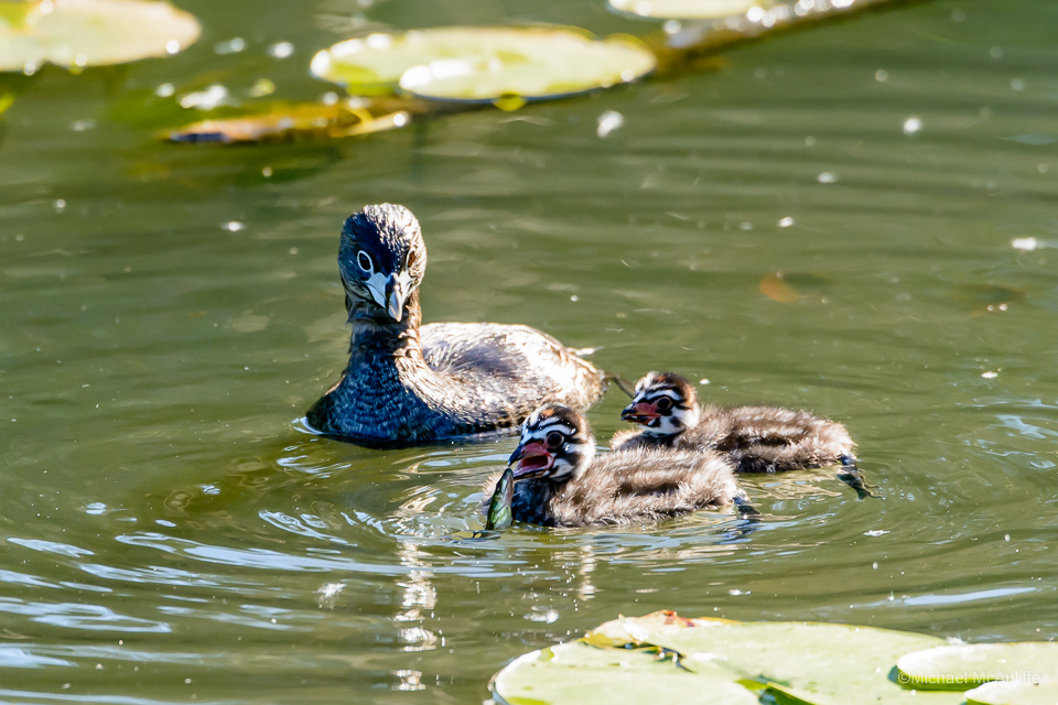 A mother Pied-billed Grebe with babies.