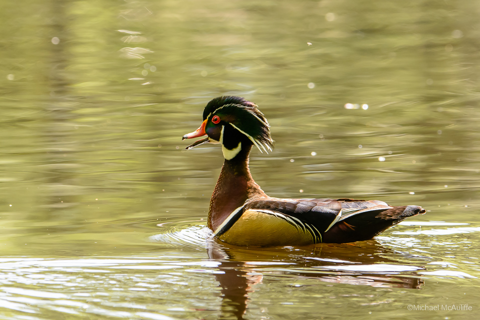 A male Wood Duck at Pine Ridge Park in Edmonds, Washington.