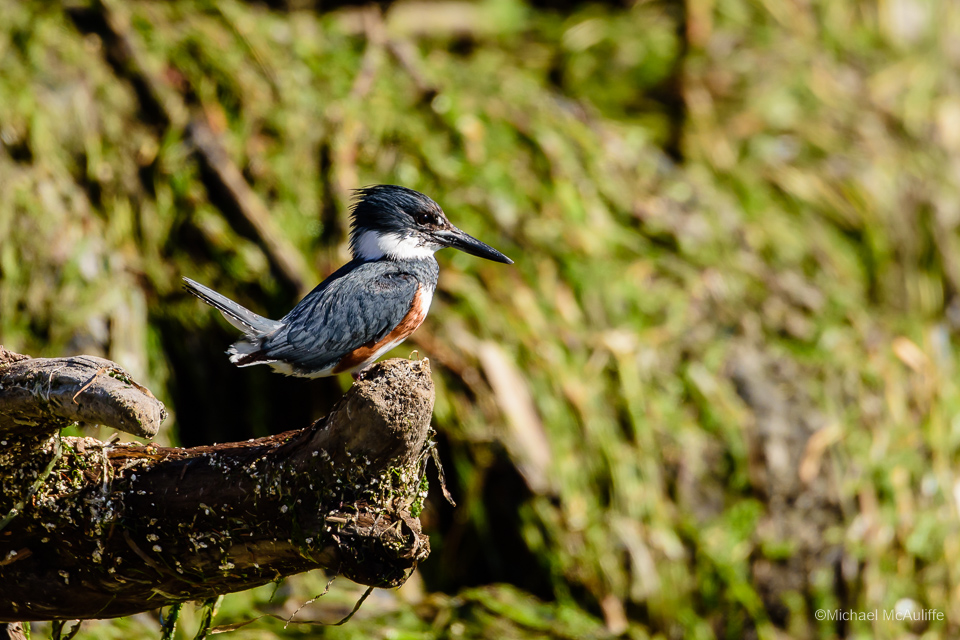 A Belted Kingfisher on the waterfront in Edmonds, Washingtion.