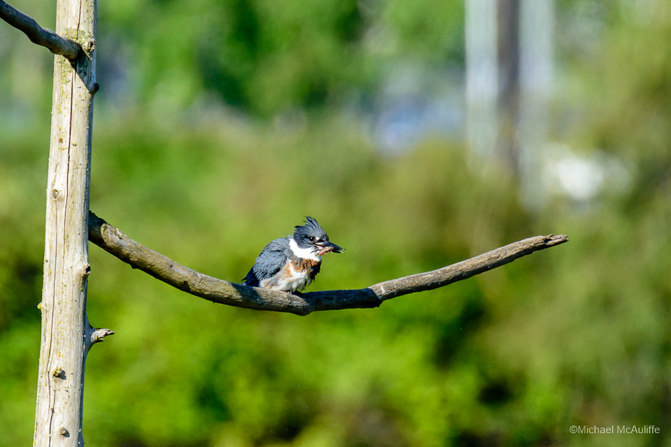 A Belted Kingfisher at the Edmonds marsh.