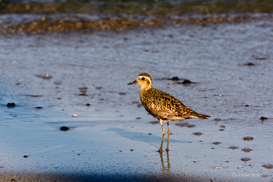 Pacific Golden Plover on the Big Island of Hawaii.