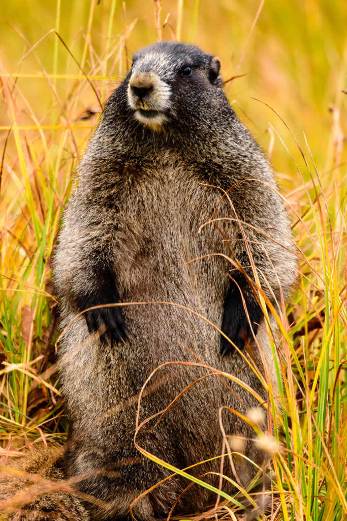 Hoary Marmot at Paradise Area on Mount Rainier