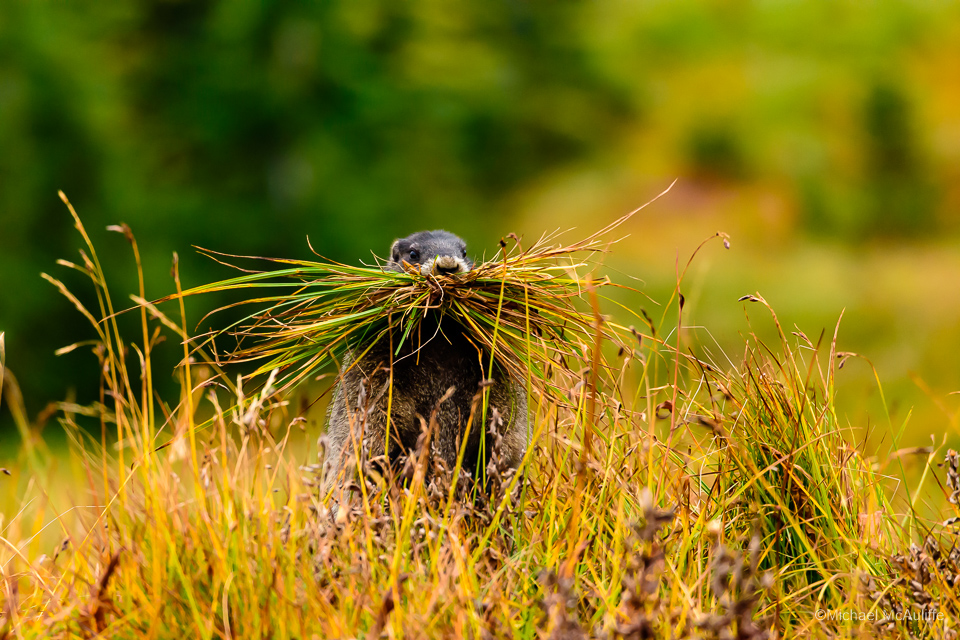 A Hoary Marmot Brings Grass To Its Burrow