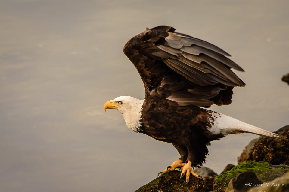 A Bald Eagle on the waterfront in Edmonds, Washington