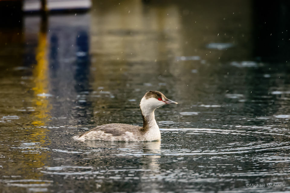 Horned Grebe on the waterfront in Edmonds, Washington.