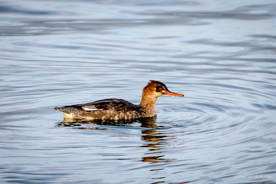 A Red-breasted Merganser on the waterfront in Edmonds, Washington.