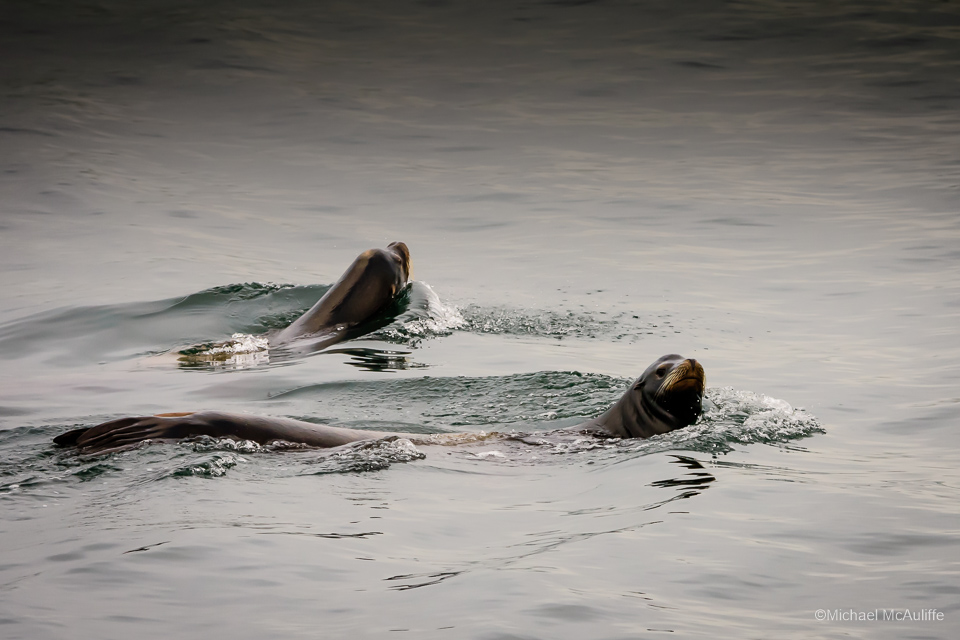 A pair of Sea Lions on the waterfront in Edmonds, Washington.