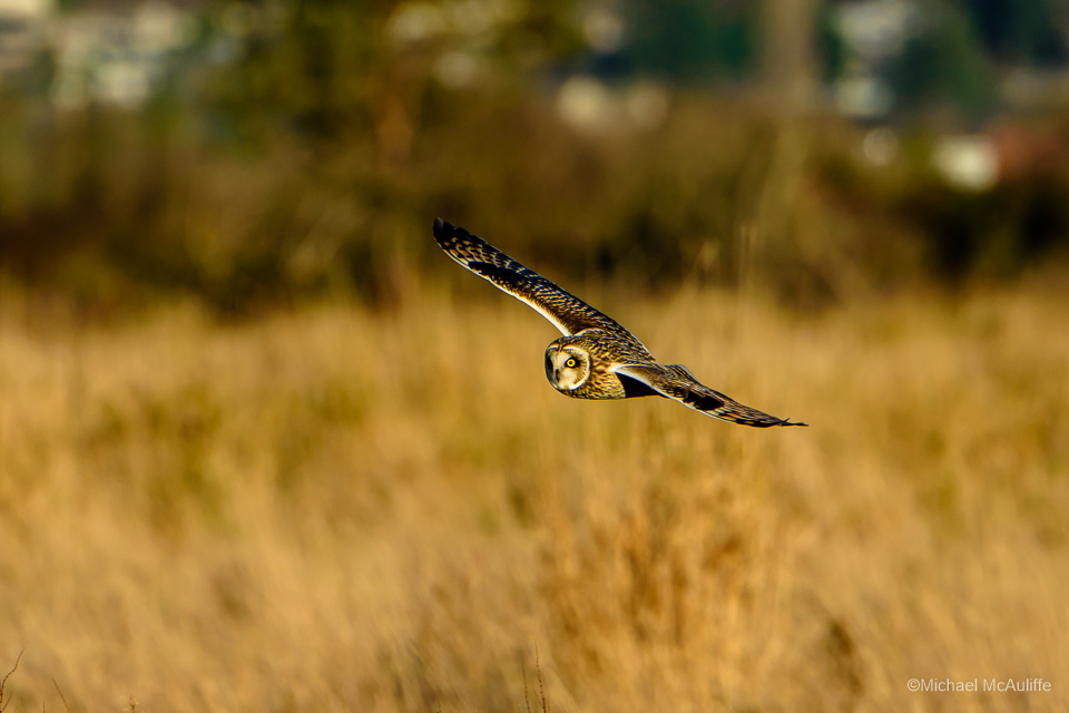 A Short-eared Owl near Stanwood, Washington.