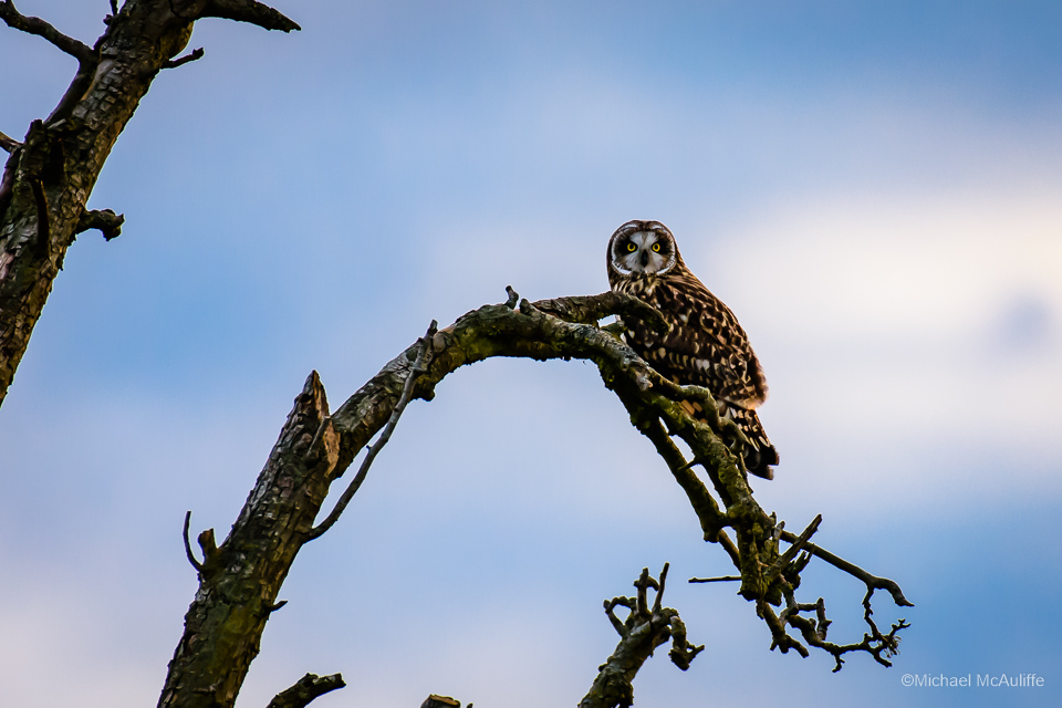 Short-eared Owl photo taken with Nikon 200-500 mm f/5.6 lens. 