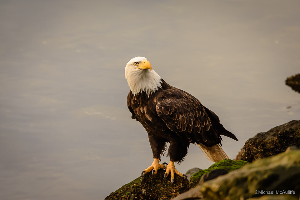 A Bald Eagle on the Edmonds, Washington, Waterfront.