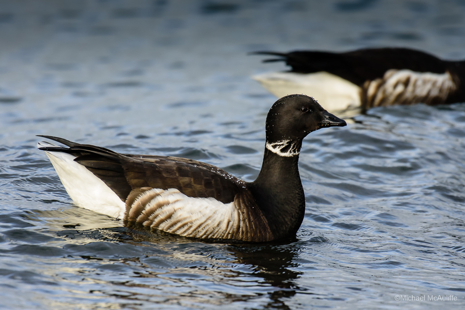 A Brant on the waterfront in Edmonds, Washington.