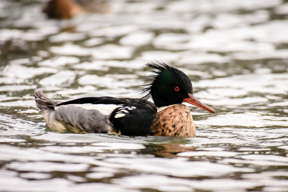 A male Red-breasted Merganser on the waterfront in Edmonds, Washington.