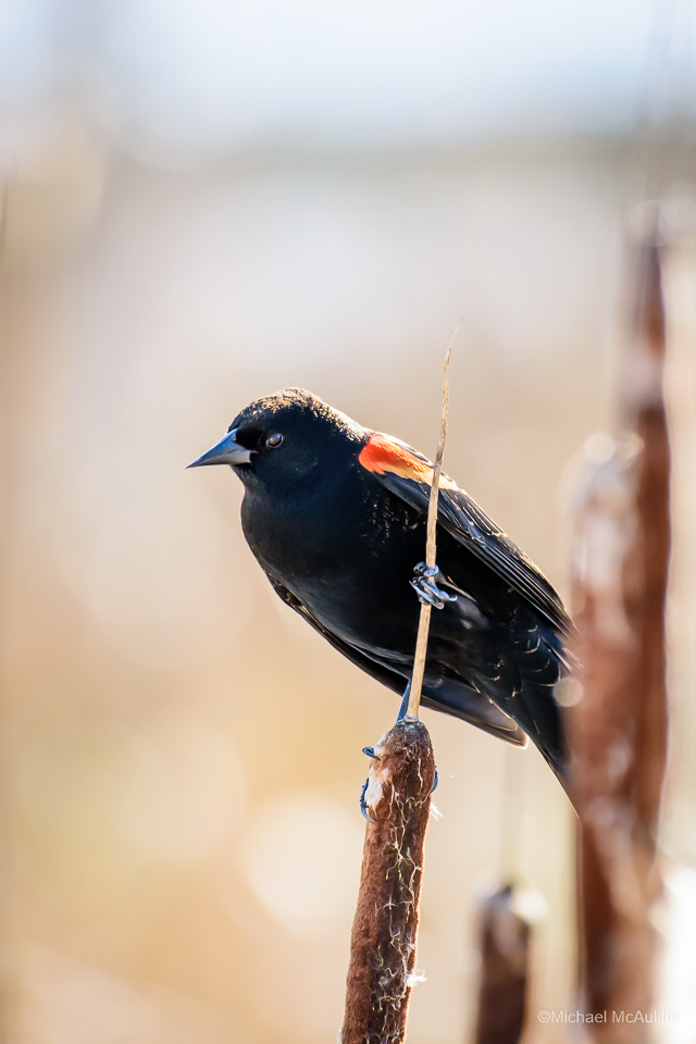 A Red-winged Blackbird at the Edmonds marsh.