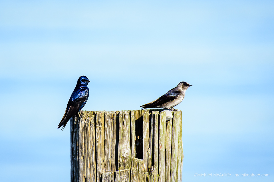 A male and female Purple Martin on a piling on the waterfront in Edmonds, Washington.