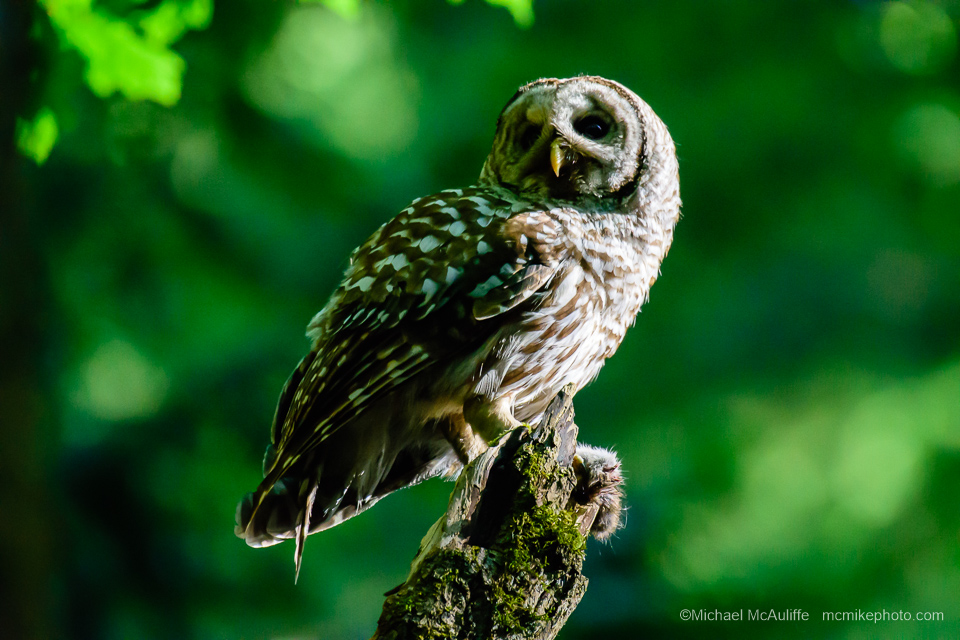 A Barred Owl at Pine Ridge Park in Edmonds, Washington.