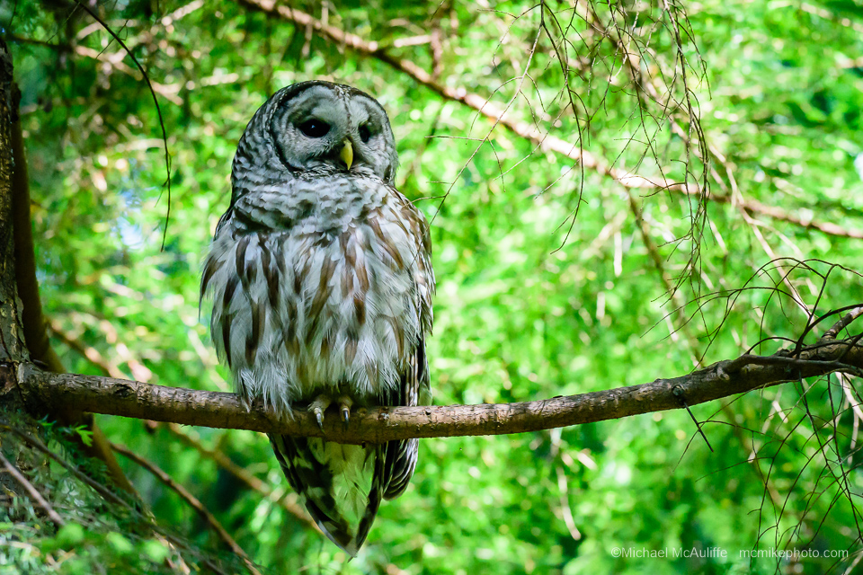 A Barred Owl sitting on a branch.