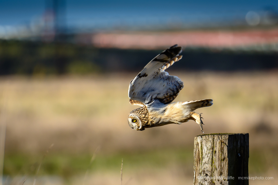 A Short-eared Owl just as it takes flight from a post.