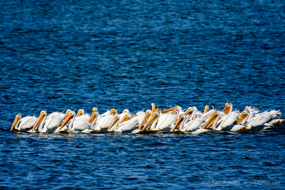 American White Pelicans in Padilla Bay near Anacortes, Washington.