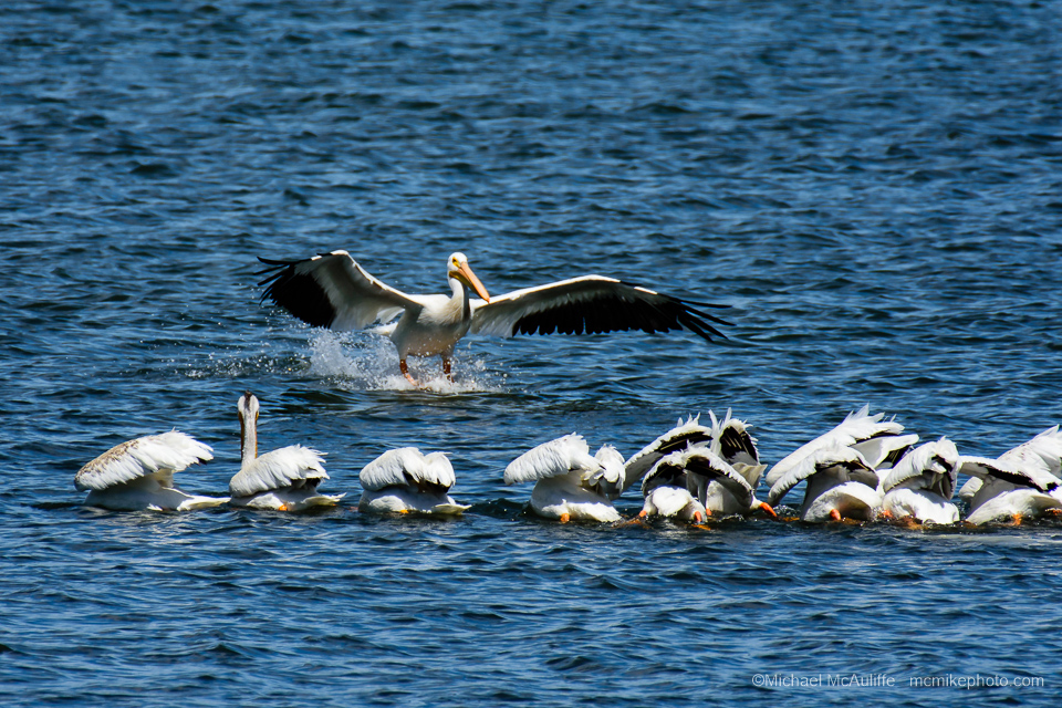 American White Pelicans at Padilla Bay near Anacortes, Washington.