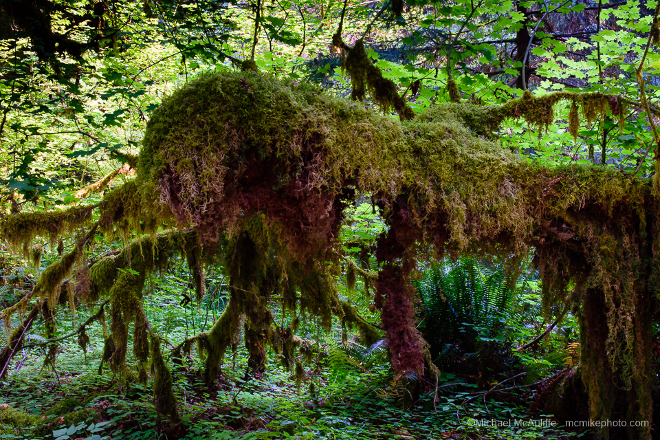 The Hoh Rain Forest in Olympic National Park.