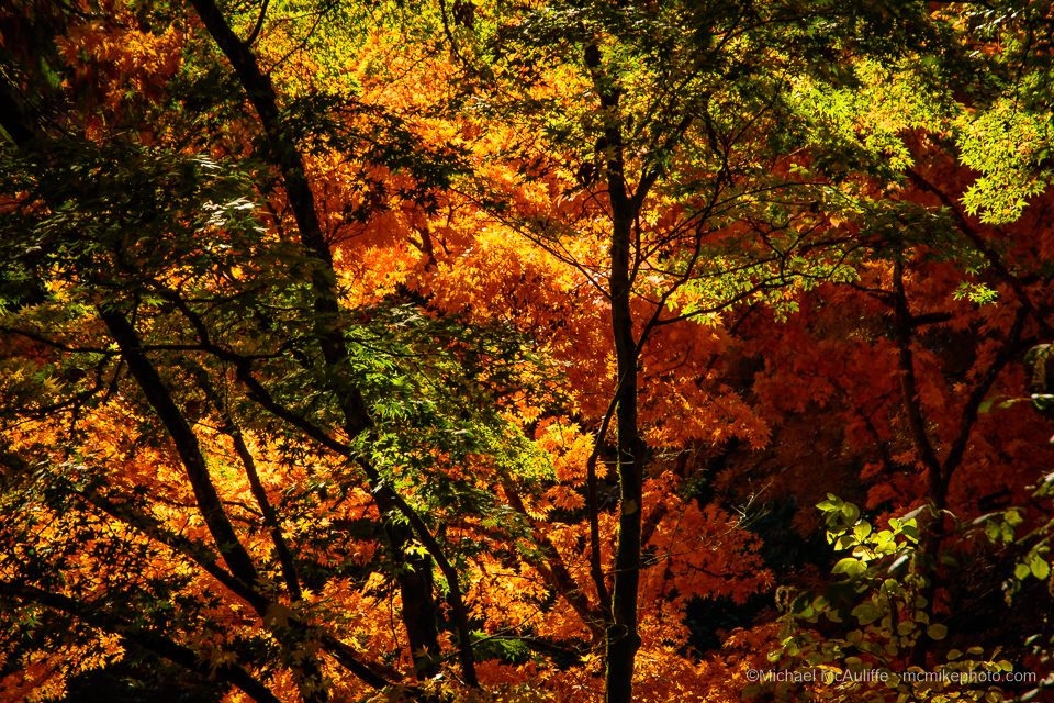 Fall colors at Seattle's Washington Park Arboretum.