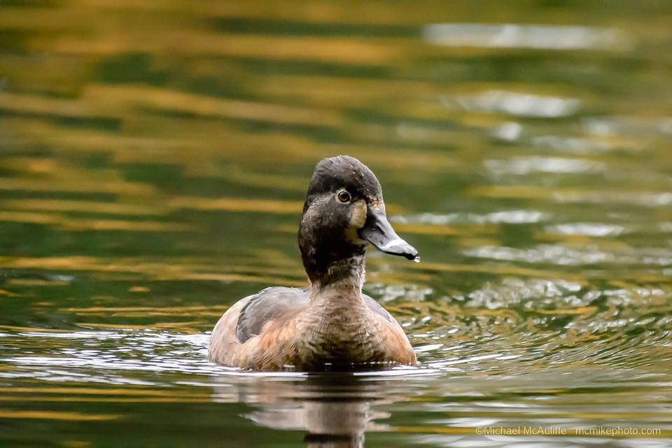 A female Ring-necked Duck at Pine Ridge Park in Edmonds, Washington.