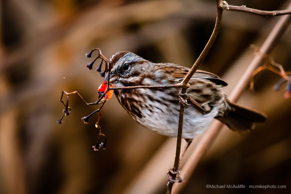 A Song Sparrow at the marsh in Edmonds, Washington.