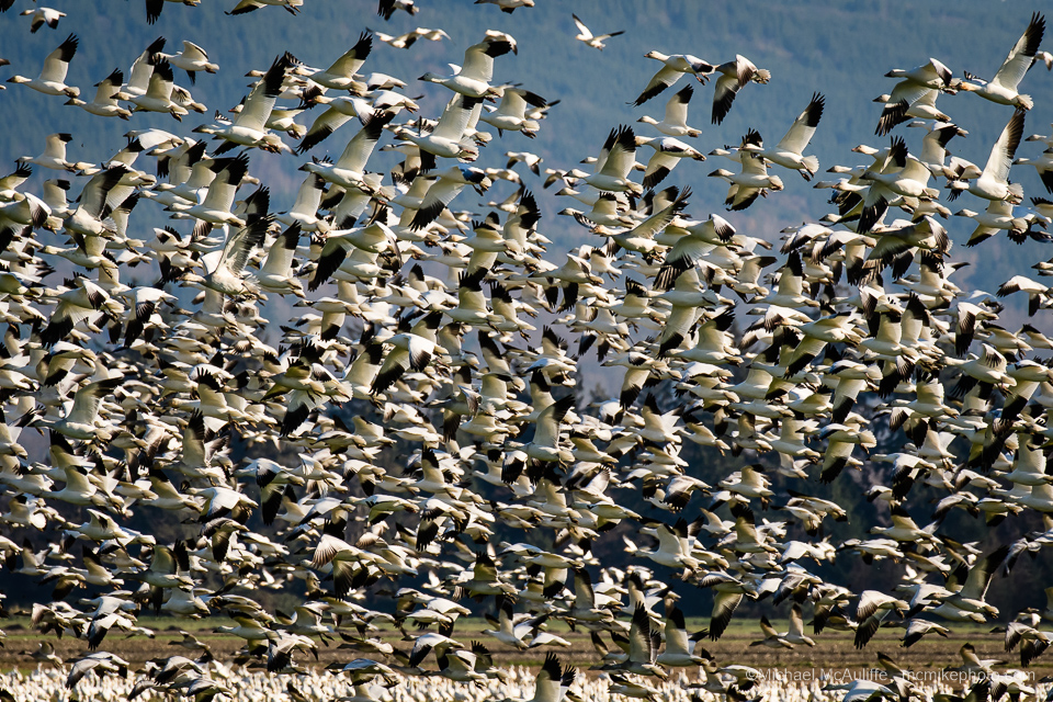 Huge flock of Snow Geese in the Skagit Valley