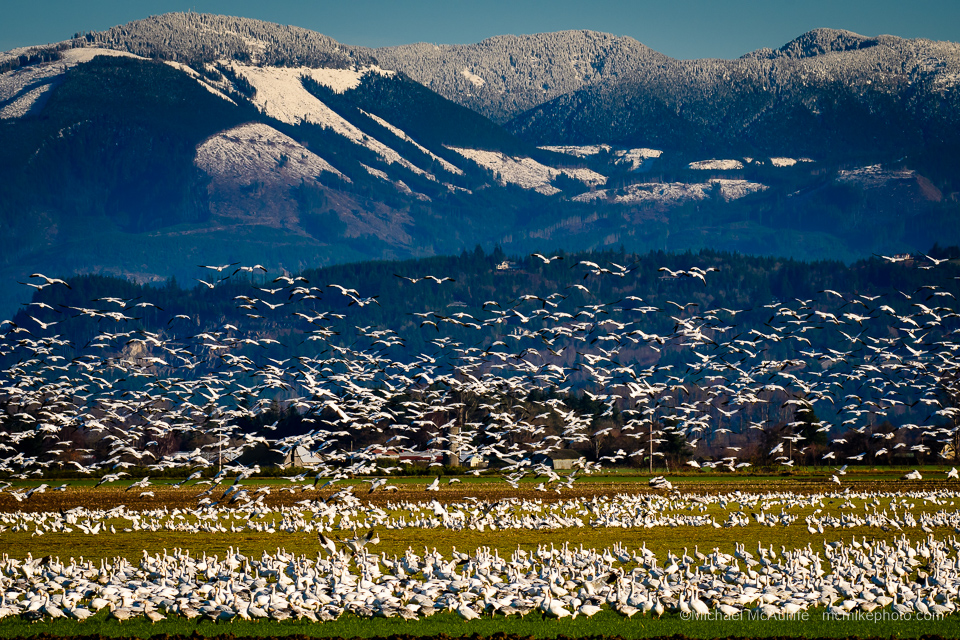A flock of Snow Geese in front of the Cascade Mountain foothills.