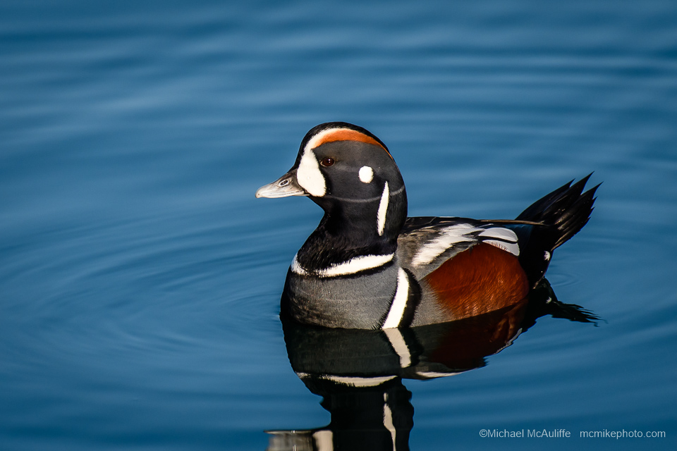 A Harlequin Duck at Semiahmoo in Northwest Washington state.