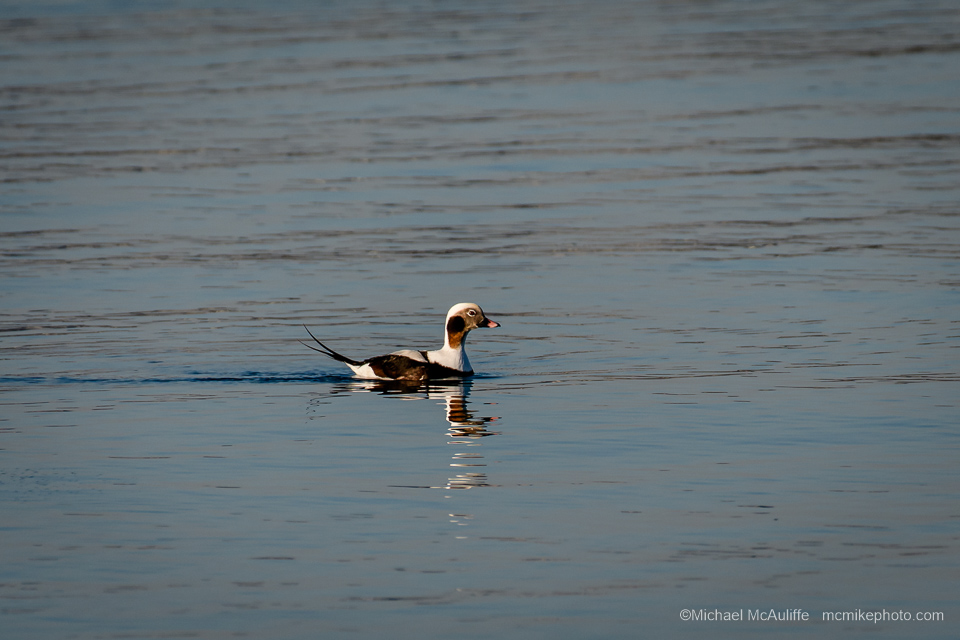 A Long-tailded Duck at the Semiahmoo spit in Northwest Washington state.