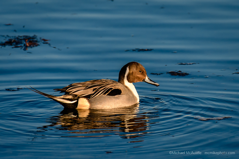 A Northern Pintail Duck at the Semiahmoo spit it Northwest Washington state.