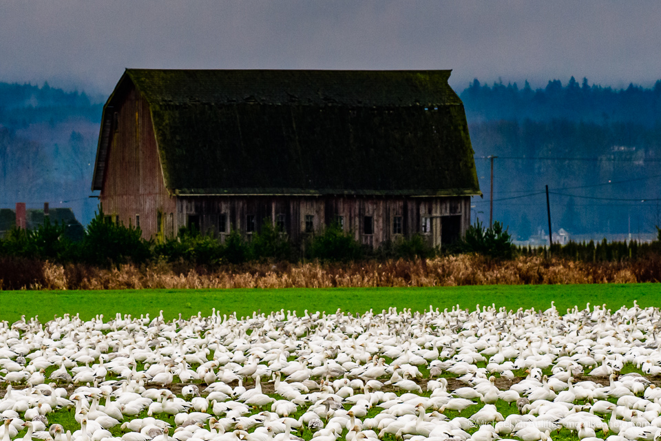 Snow Geese near Conway, Washingtion, in the Skagit valley.