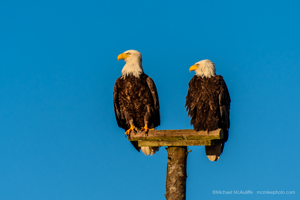 A pair of Bald Eagles at Long Beach, Washington.