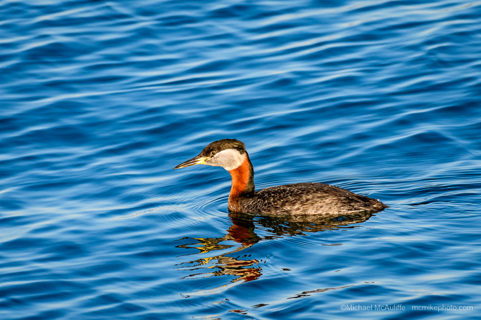 A Red-necked Grebe in breeding plumage on the waterfront in Edmonds, Washington.