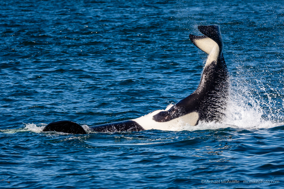 An Orca whale in Puget Sound.