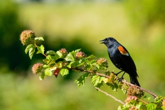 Red Winged Blackbird
