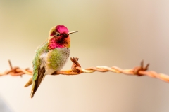 Anna's Hummingbird