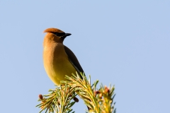 Cedar Waxwing