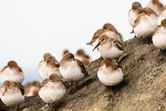 Dunlin