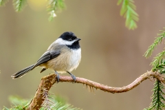 Black-capped Chickadee